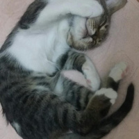 Tekir Kedi, Kedi  suşi fotoğrafı