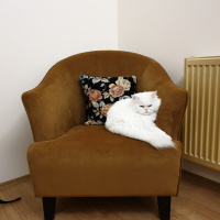 İran Kedisi (Persian), Kedi  Roma fotoğrafı