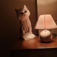 İran Kedisi (Persian), Kedi  Roma fotoğrafı