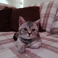 British Shorthair, Kedi  DUMAN fotoğrafı