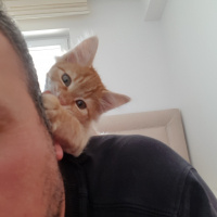 Sarman, Kedi  Paşa fotoğrafı