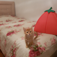 Sarman, Kedi  Paşa fotoğrafı