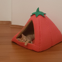 Sarman, Kedi  Paşa fotoğrafı