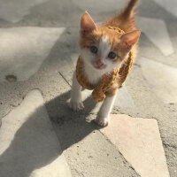 Sarman, Kedi  Tarçın fotoğrafı