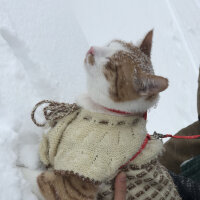 Sarman, Kedi  Tarçın fotoğrafı