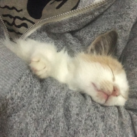 Tekir Kedi, Kedi  Yasu fotoğrafı