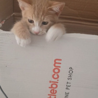Sarman, Kedi  Bubble fotoğrafı
