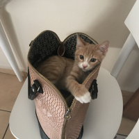 Sarman, Kedi  Bubble fotoğrafı