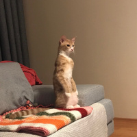 Sarman, Kedi  Bubble fotoğrafı