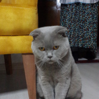 Scottish Fold, Kedi  Mayki fotoğrafı