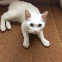 Ankara Kedisi, Kedi  Maviş fotoğrafı