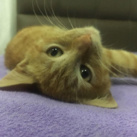 Sarman, Kedi  Kaplan fotoğrafı