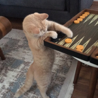 British Shorthair, Kedi  Rıfkı fotoğrafı