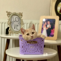 British Shorthair, Kedi  Rıfkı fotoğrafı