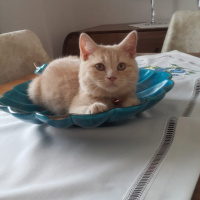 British Shorthair, Kedi  Rıfkı fotoğrafı