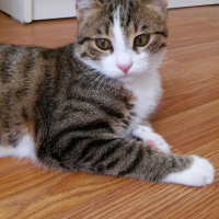 Tuxedo (Smokin) Kedi, Kedi  miço fotoğrafı