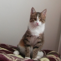 Tuxedo (Smokin) Kedi, Kedi  miço fotoğrafı