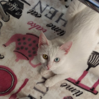 Ankara Kedisi, Kedi  Prenses fotoğrafı