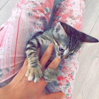 Tekir Kedi, Kedi  Lokum fotoğrafı