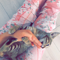 Tekir Kedi, Kedi  Lokum fotoğrafı