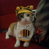 Soke, Kedi  Keşkül fotoğrafı