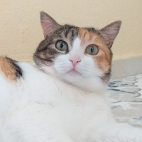 Soke, Kedi  Keşkül fotoğrafı