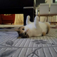 Soke, Kedi  Keşkül fotoğrafı