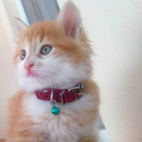 Soke, Kedi  Keşkül fotoğrafı
