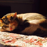 Soke, Kedi  Keşkül fotoğrafı