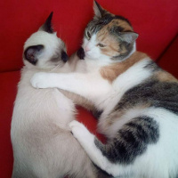 Soke, Kedi  Keşkül fotoğrafı