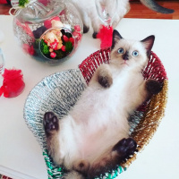 Soke, Kedi  Keşkül fotoğrafı