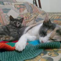 Tekir Kedi, Kedi  prenses fotoğrafı