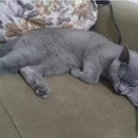 British Shorthair, Kedi  Gomis fotoğrafı