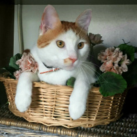 İran Kedisi (Persian), Kedi  Iran fotoğrafı