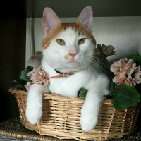 İran Kedisi (Persian), Kedi  Iran fotoğrafı