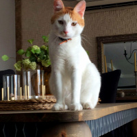 İran Kedisi (Persian), Kedi  Iran fotoğrafı