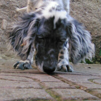 İngiliz Setter, Köpek  Lady fotoğrafı