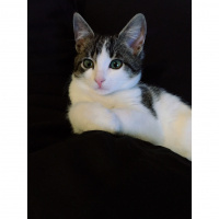 Tekir Kedi, Kedi  Mercimek fotoğrafı