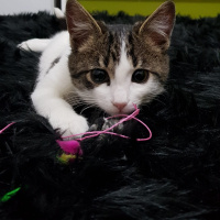 Tekir Kedi, Kedi  Mercimek fotoğrafı