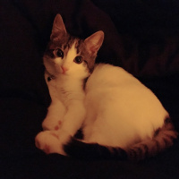 Tekir Kedi, Kedi  Mercimek fotoğrafı