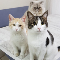 Tekir Kedi, Kedi  Mercimek fotoğrafı
