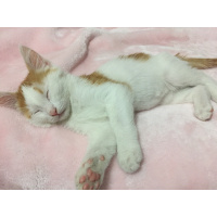 Van Kedisi, Kedi  Leo fotoğrafı