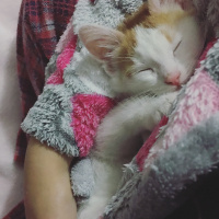 Van Kedisi, Kedi  Leo fotoğrafı