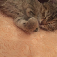 Tekir Kedi, Kedi  Pia fotoğrafı