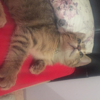 Tekir Kedi, Kedi  Pia fotoğrafı