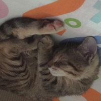 Tekir Kedi, Kedi  Pia fotoğrafı