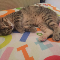 Tekir Kedi, Kedi  Pia fotoğrafı