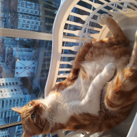 Tekir Kedi, Kedi  susam fotoğrafı