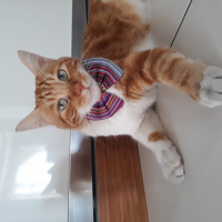Tekir Kedi, Kedi  susam fotoğrafı
