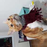 Tekir Kedi, Kedi  susam fotoğrafı